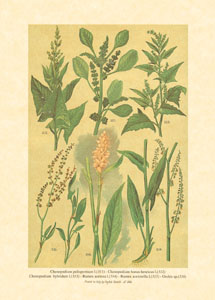 Gravure: Fleurs des champs - 13x18 cm