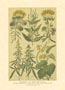 Gravure: Fleurs des Champs - 25x35 cm