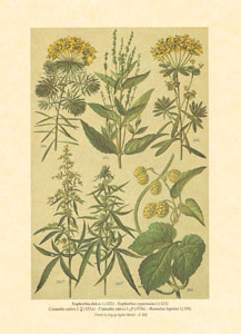 Gravure: Fleurs des champs - 18x24 cm