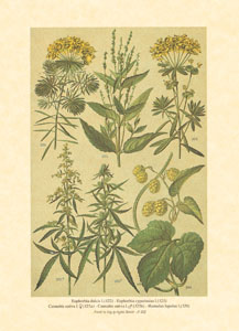 Gravure: Fleurs des champs - 13x18 cm