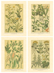 Série de 4 gravures: Fleurs des champs -13x18 cm