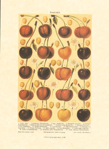 Gravure: Fruits - 13x18 cm