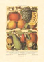 Gravure: Fruits - 50x70 cm