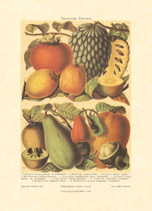 Gravure: Fruits -13x18 cm