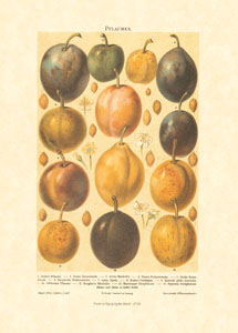 Gravure: Fruits - 50x70 cm