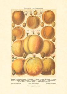 Gravure: Fruits - 25x35 cm