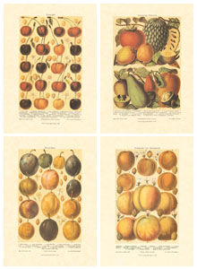 Série de 4 gravures: Fruits - 25x35 cm
