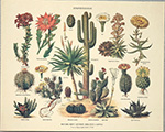 Gravure: Botanique: Stirpes Sucosae - 30x24 cm