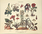 Gravure: Botanique: Stirpes Topiariae - 30x24 cm