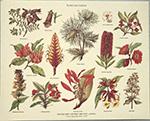 Gravure: Botanique: Flores Silvestres - 30x24 cm