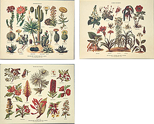 Série de 3 gravures: Botanique - 30x24 cm