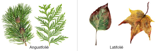 les feuilles : angustfolié et latifolié